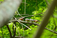 まだまだ忙しいヤマガラ夫婦