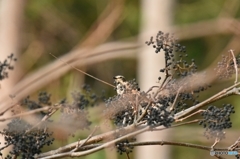 皆が集う木 Ⅱ 皆が集う木 Ⅱ