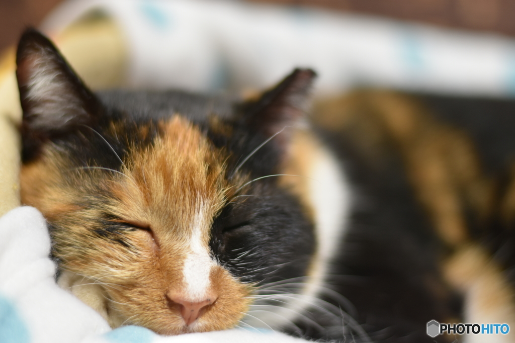 今夜も眠い…ムニャムニャ