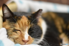今夜も眠い…ムニャムニャ