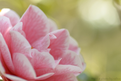 耐冬花 Ⅱ 耐冬花 Ⅱ