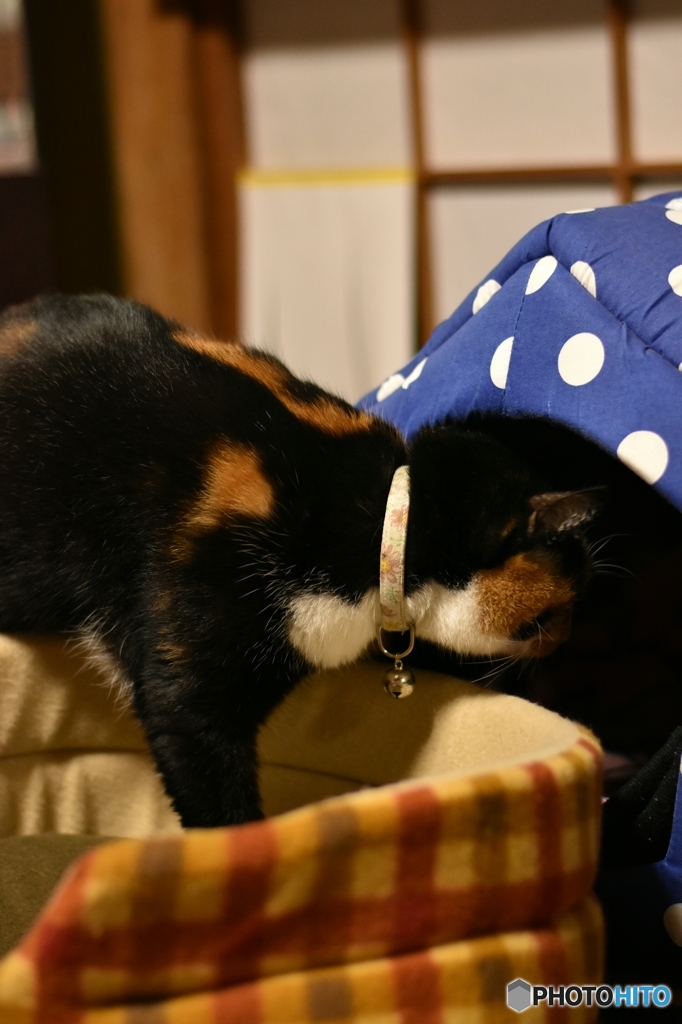 こんばんニャ～