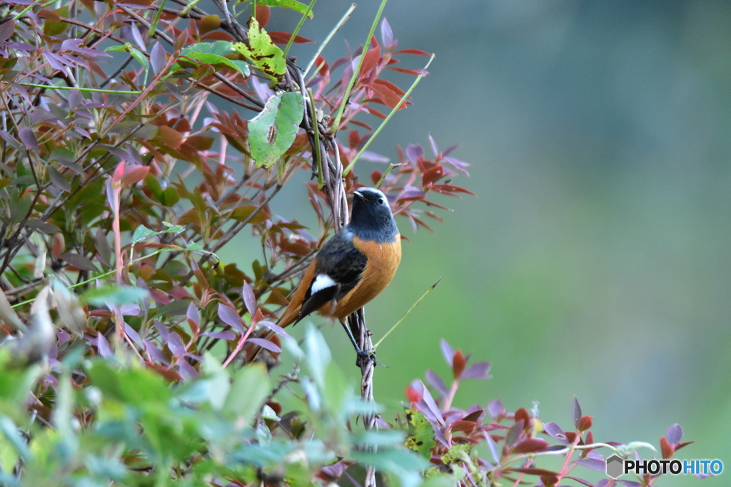 紅葉とジョウビタキ Ⅰ