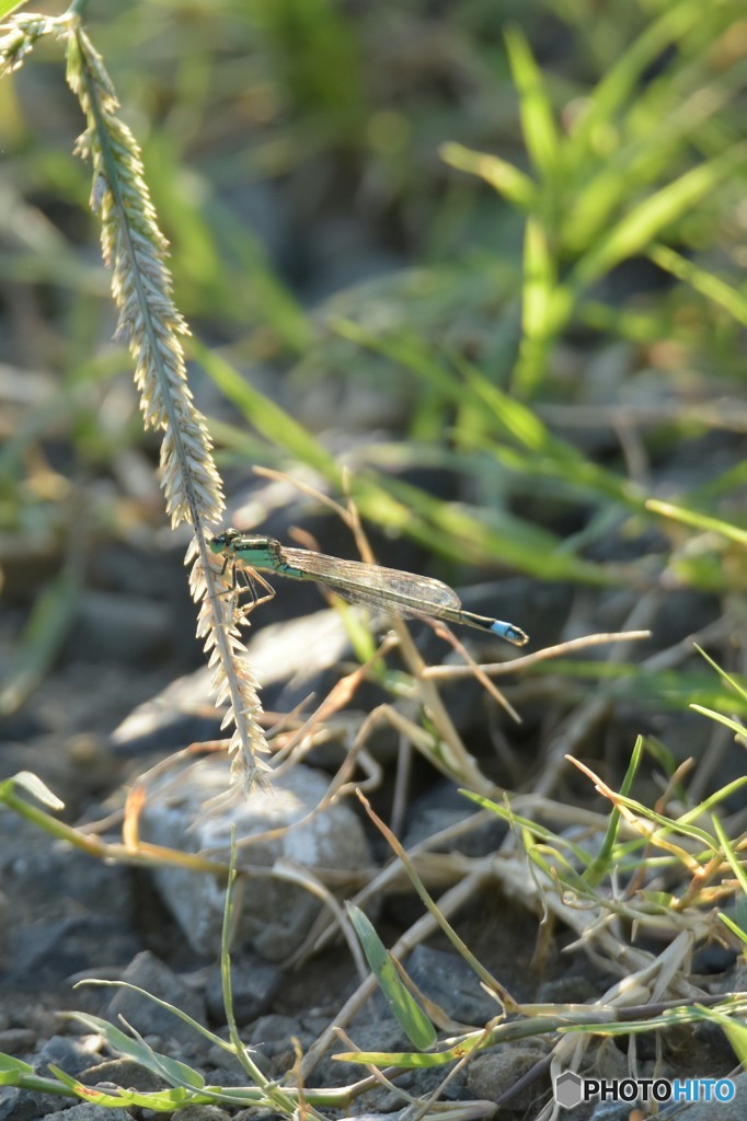 よく見たらトンボ！