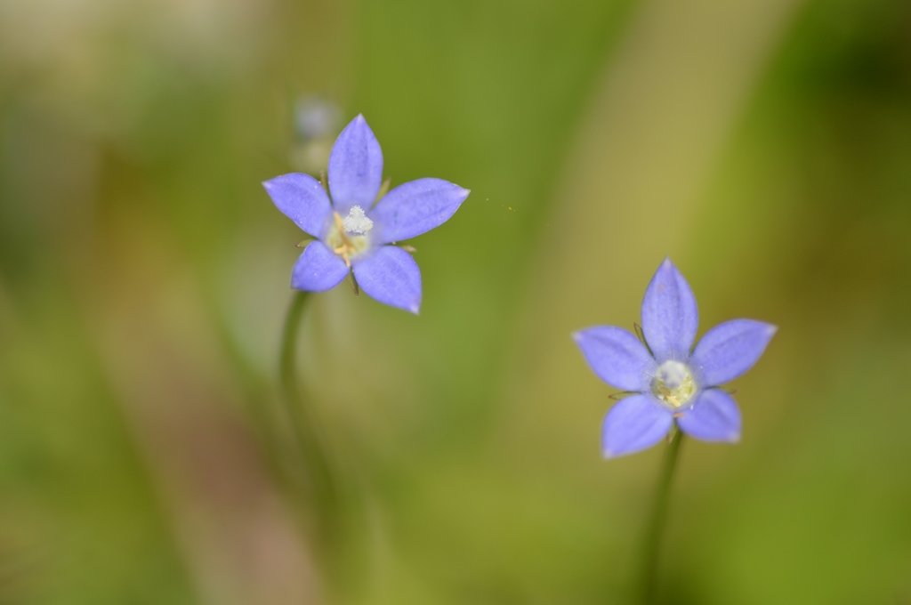 晩春の野に咲く青き花