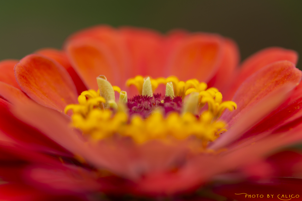 花冠