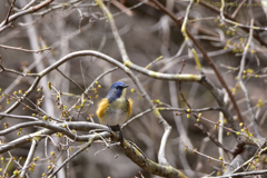 また会う日まで Ⅲ