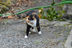 おもてが騒がしいニャ