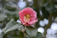 春を待つ季節に咲く花