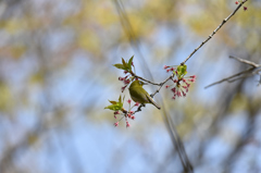 花は無くとも