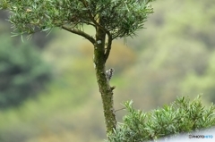 啄木鳥が集う五葉松の木 Ⅱ