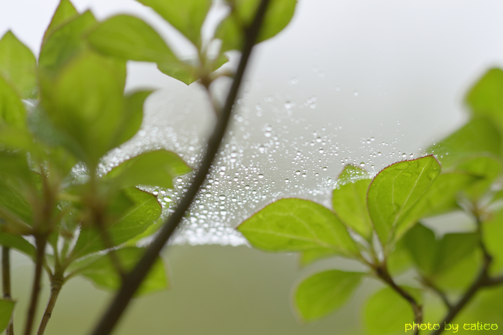 霧の朝 Ⅲ