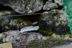 山葵田で食事するカワガラス