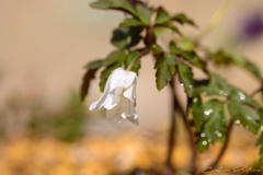 菊咲一華 Ⅱ