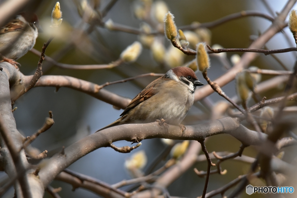 芽吹きはまだかな･･･