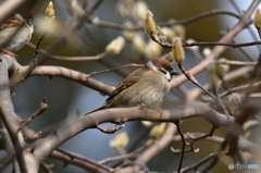 芽吹きはまだかな･･･