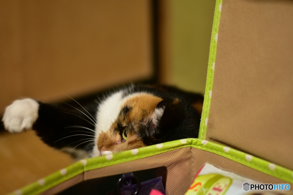 箱の中身を狙う猫