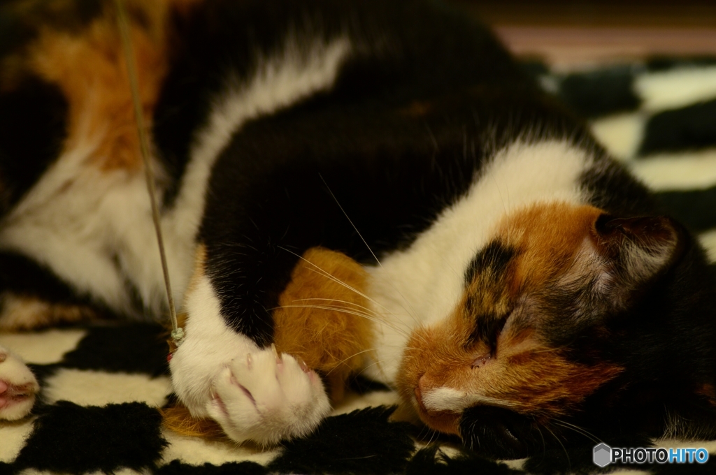 ･･･やっぱり眠いニャ