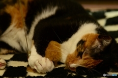 ･･･やっぱり眠いニャ