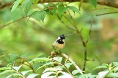 卯木のステージにて歌う