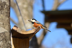 これに決めた！