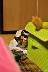 見失わないニャ