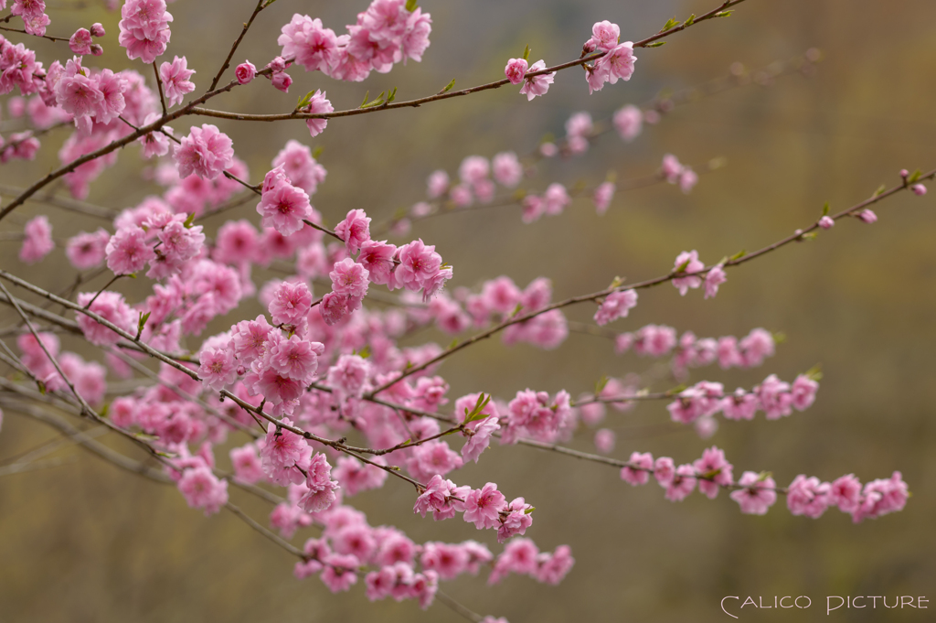 花飾りのように咲く