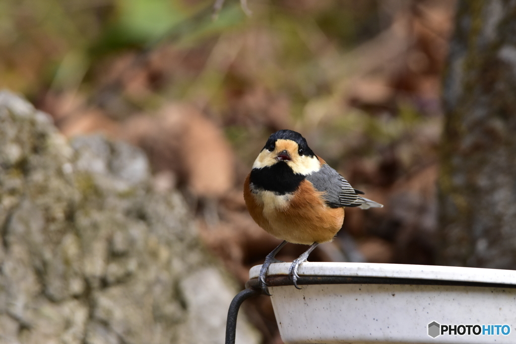 冬の日のヤマガラ