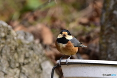 冬の日のヤマガラ