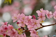 眩い美和桜 Ⅰ