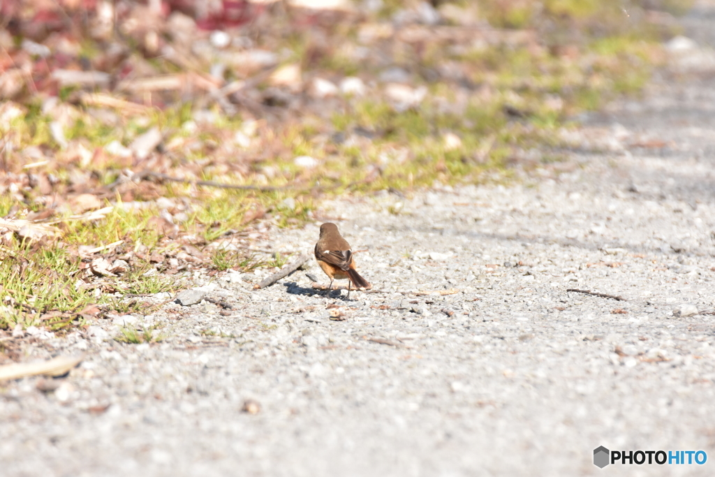 モズじゃないよ♪