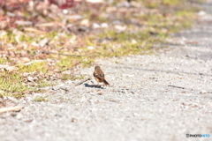 モズじゃないよ♪ モズじゃないよ♪