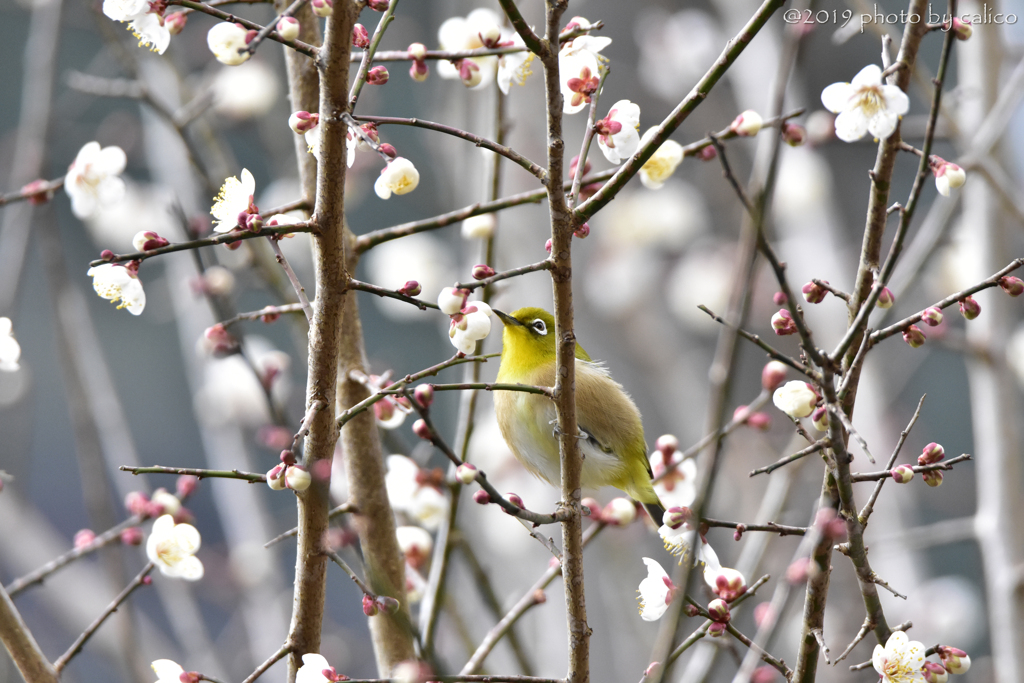 春はもうすぐそこ