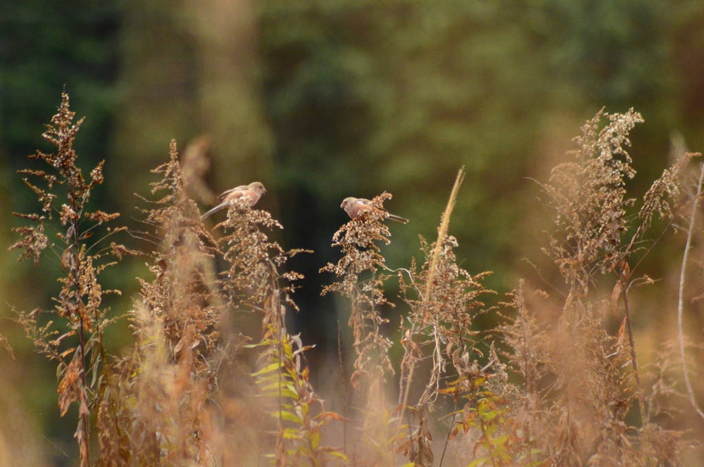 向かい合わせでムシャムシャ