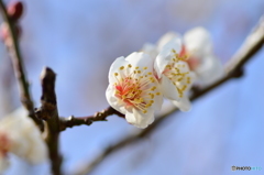 寒空と梅花