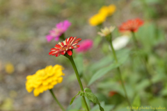 小さなお花畑