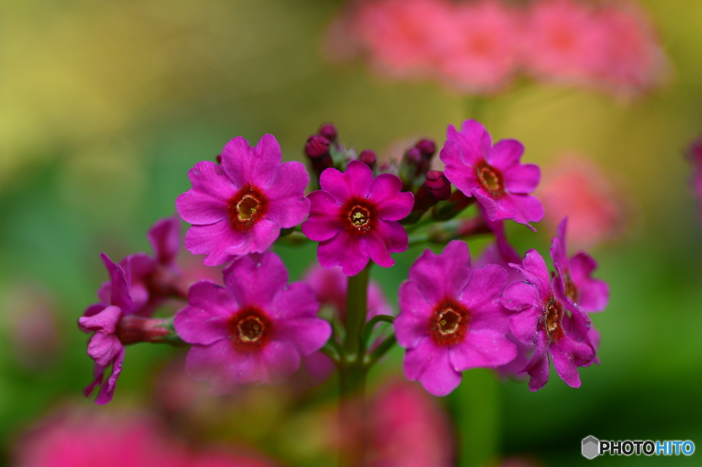 花色模様 Ⅲ