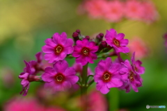 花色模様 Ⅲ