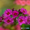 花色模様 Ⅲ