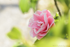 耐冬花 Ⅰ 耐冬花 Ⅰ