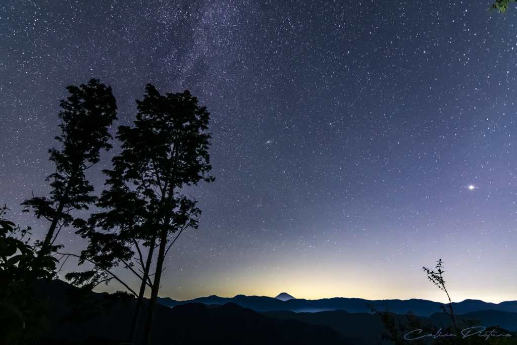 歳星