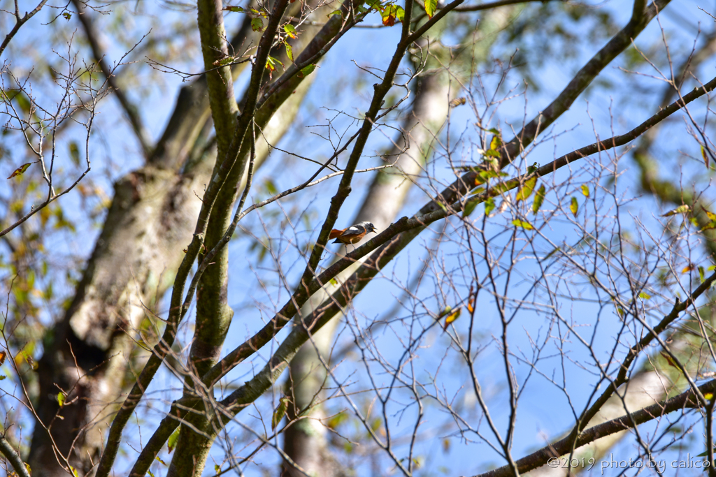 高い場所から見回り