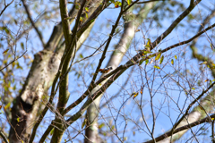 高い場所から見回り 高い場所から見回り