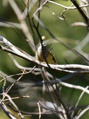 メジロじゃないのよ①