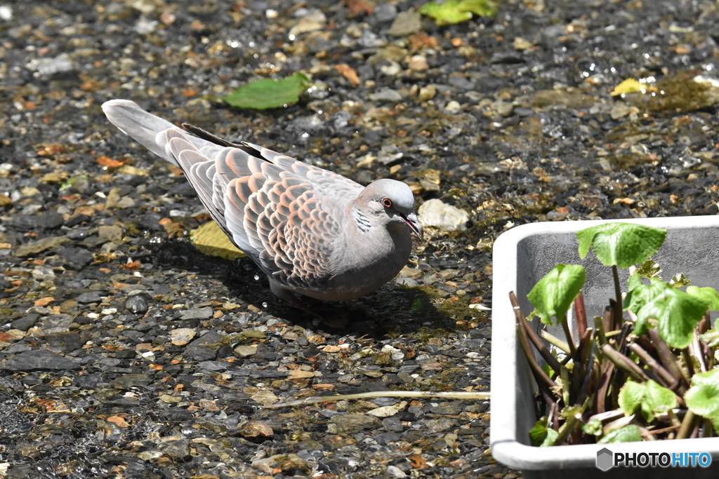 よく食べるね