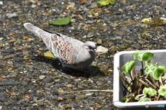 よく食べるね
