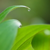 green wave
