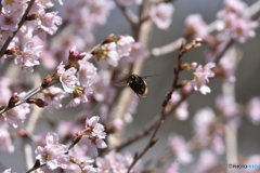 花めぐりの季節