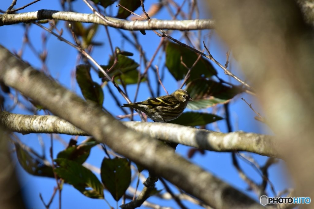 はぐれマヒワ ①