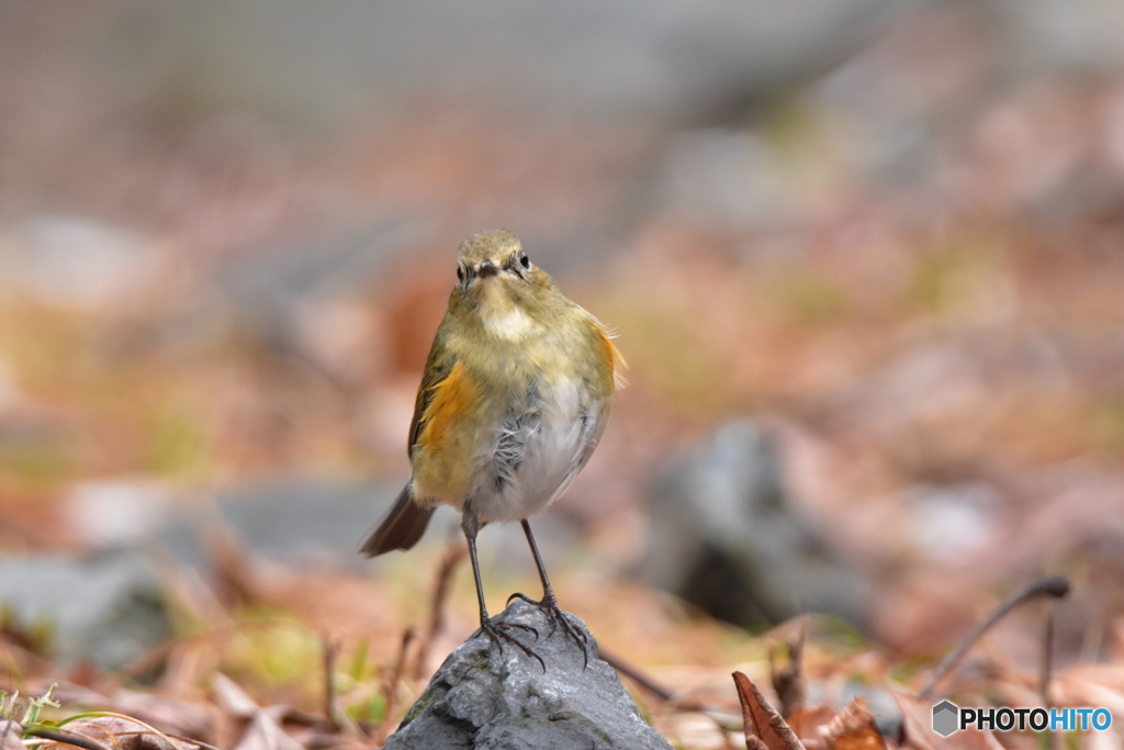 私とルリビタキの距離 Ⅲ